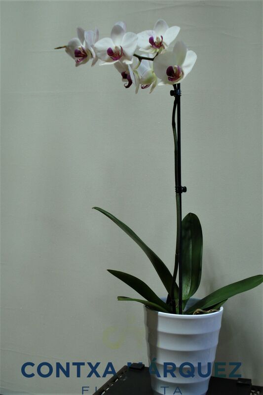 Orquidea blanca con centro morado de una vara - Floristeria Contxa Márquez