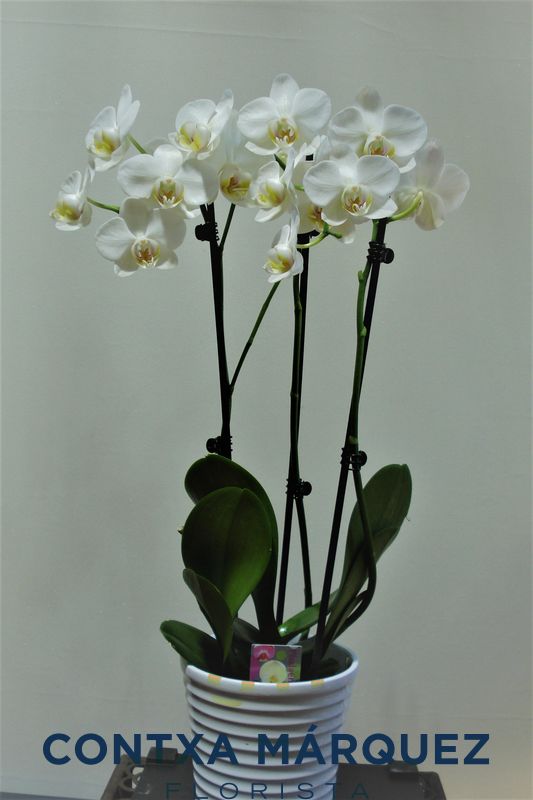 Orquidea blanca 3 varas - Floristeria Contxa Márquez